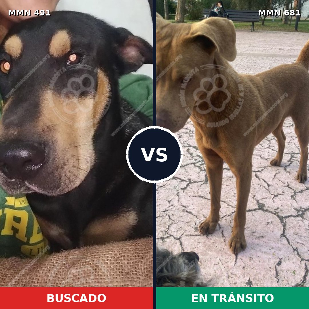 Comparativa MMS 8555: mascota perdida y mascota encontrada, 62% de similitud