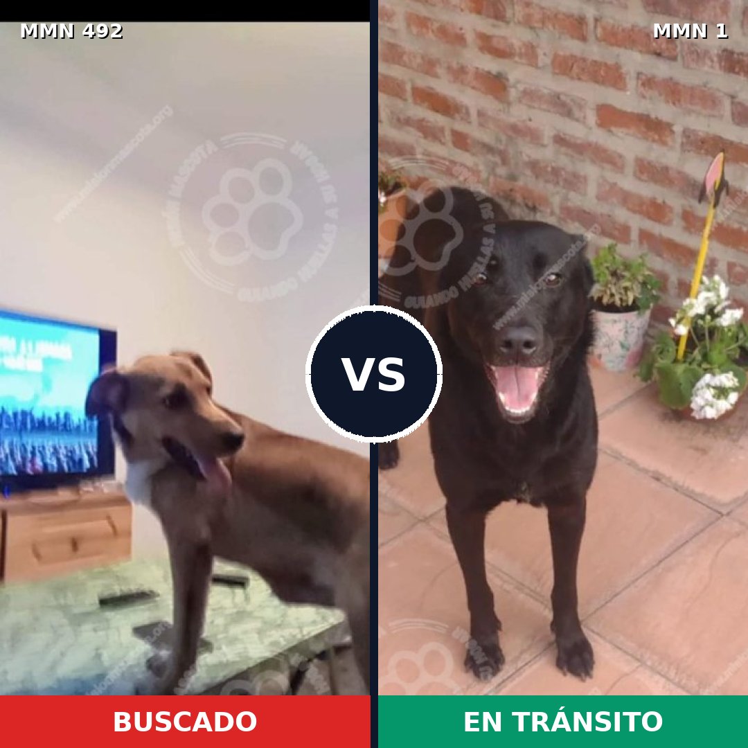 Comparativa MMS 8556: mascota perdida y mascota encontrada, 51% de similitud