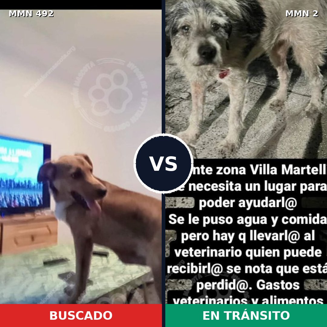 Comparativa MMS 8557: mascota perdida y mascota encontrada, 58% de similitud