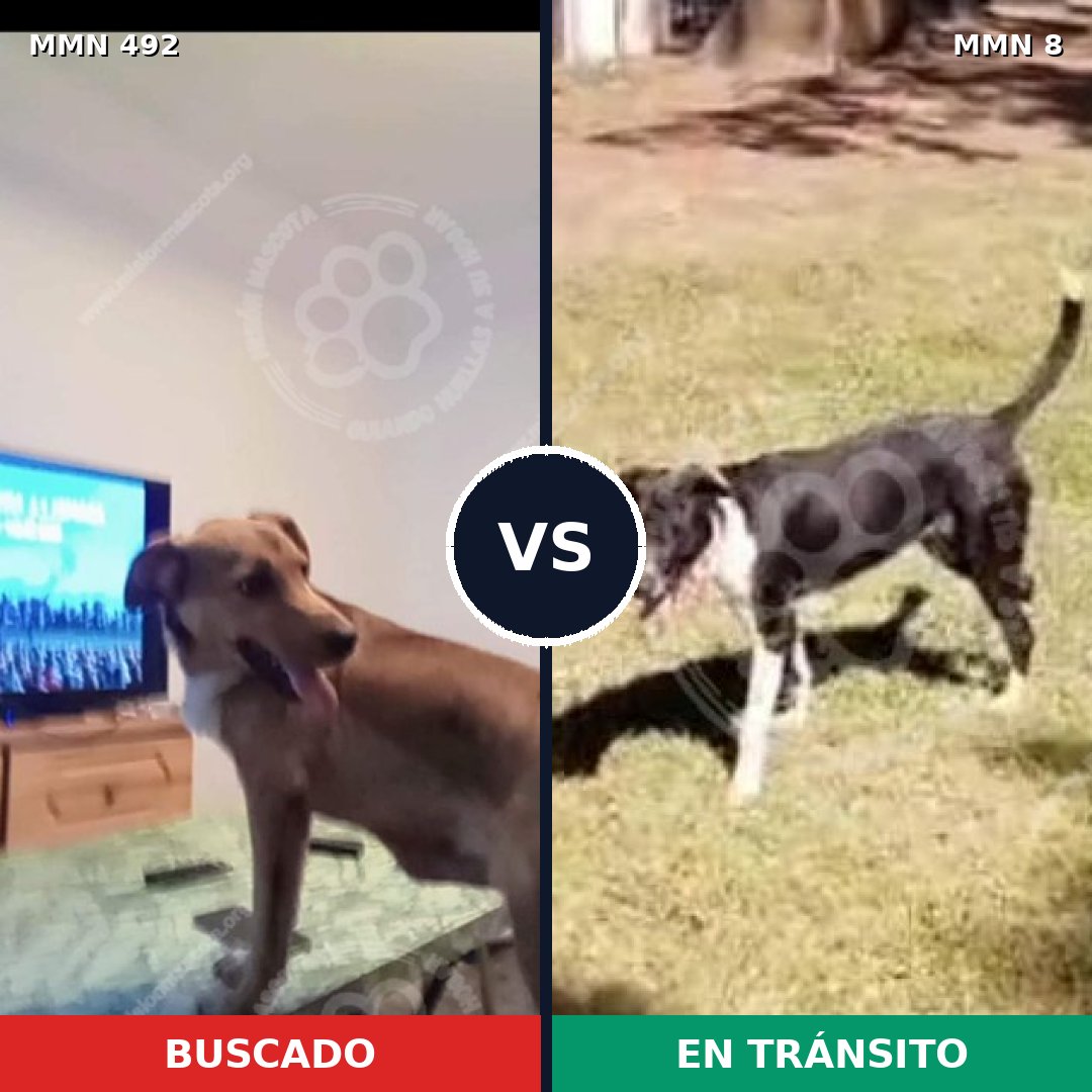 Comparativa MMS 8558: mascota perdida y mascota encontrada, 61% de similitud