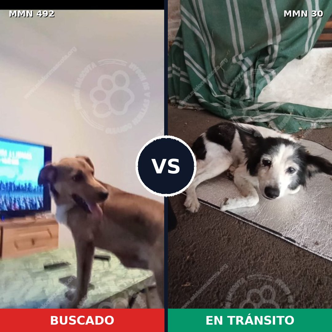 Comparativa MMS 8559: mascota perdida y mascota encontrada, 58% de similitud