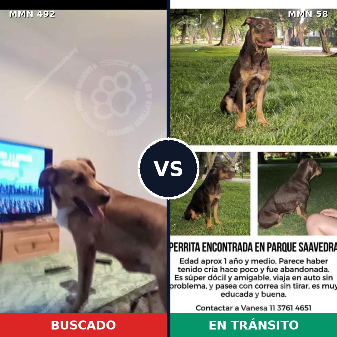 Comparativa MMS 8560: mascota perdida y mascota encontrada, 69% de similitud