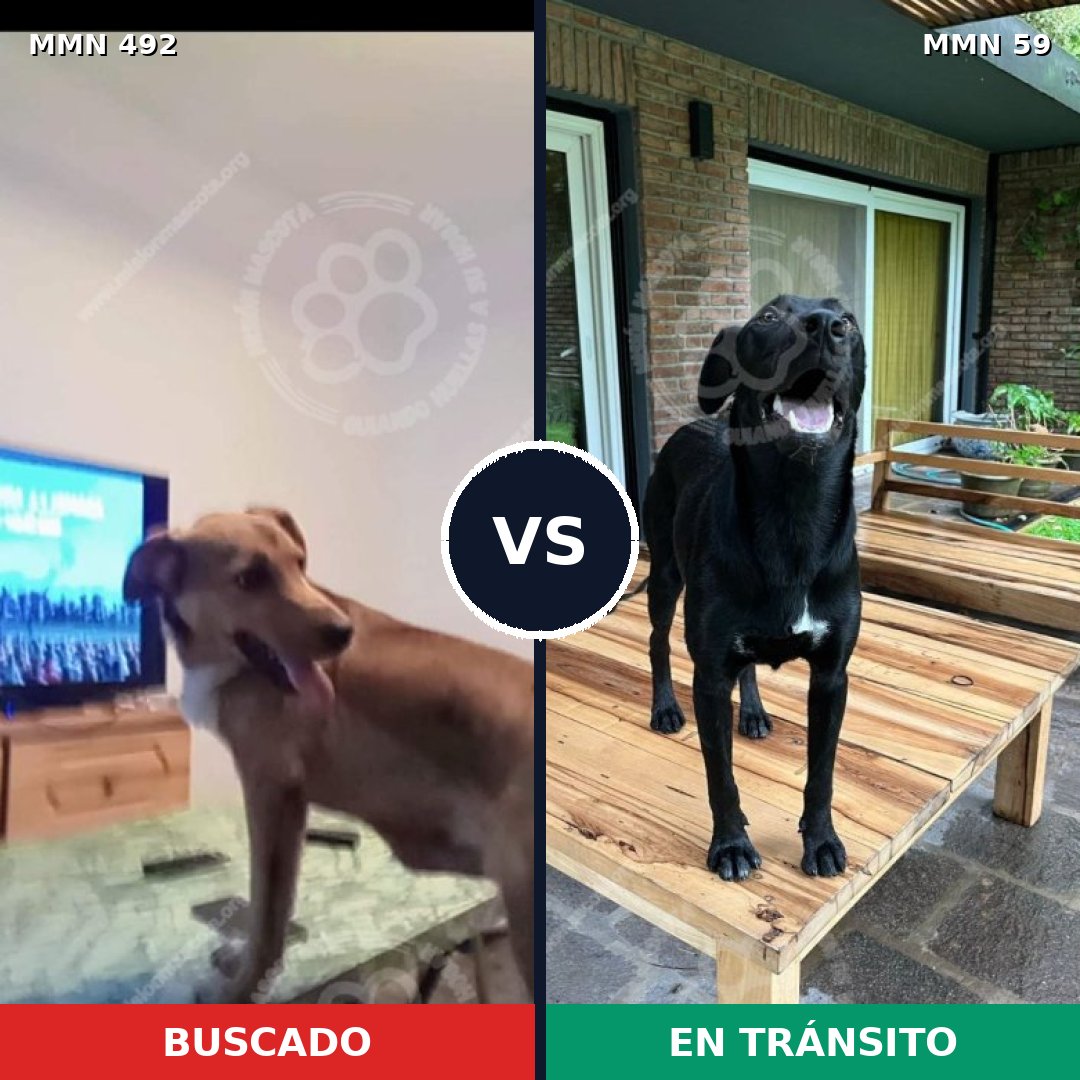 Comparativa MMS 8561: mascota perdida y mascota encontrada, 64% de similitud