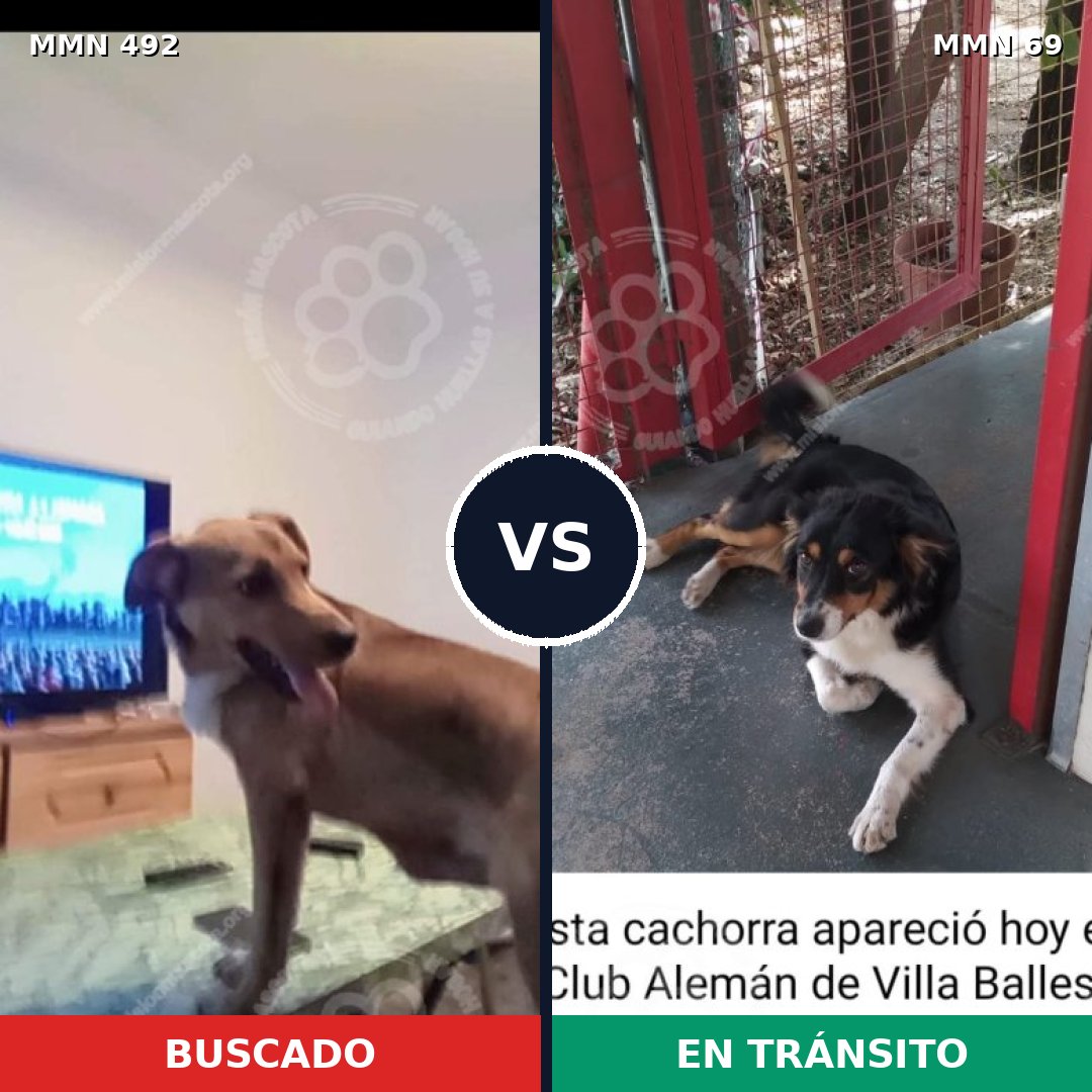 Comparativa MMS 8562: mascota perdida y mascota encontrada, 63% de similitud