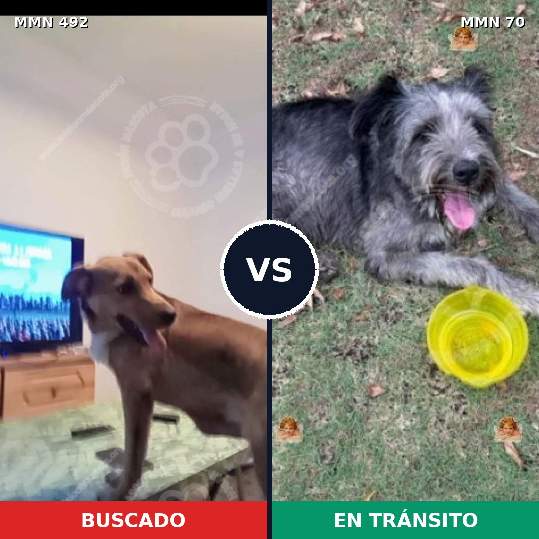 Comparativa MMS 8563: mascota perdida y mascota encontrada, 61% de similitud
