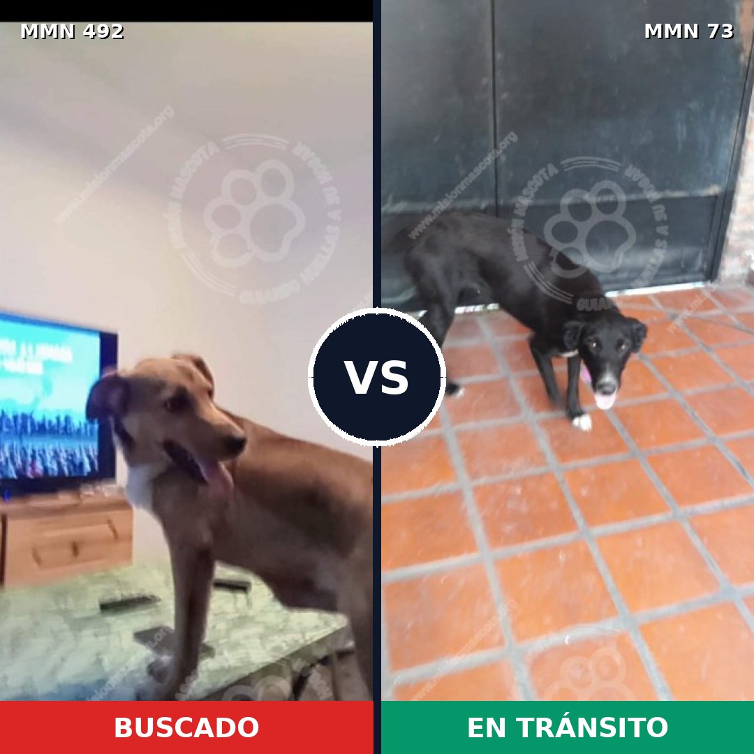 Comparativa MMS 8564: mascota perdida y mascota encontrada, 57% de similitud