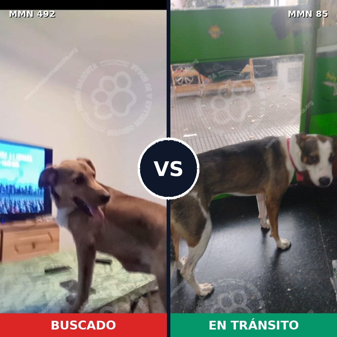 Comparativa MMS 8565: mascota perdida y mascota encontrada, 75% de similitud
