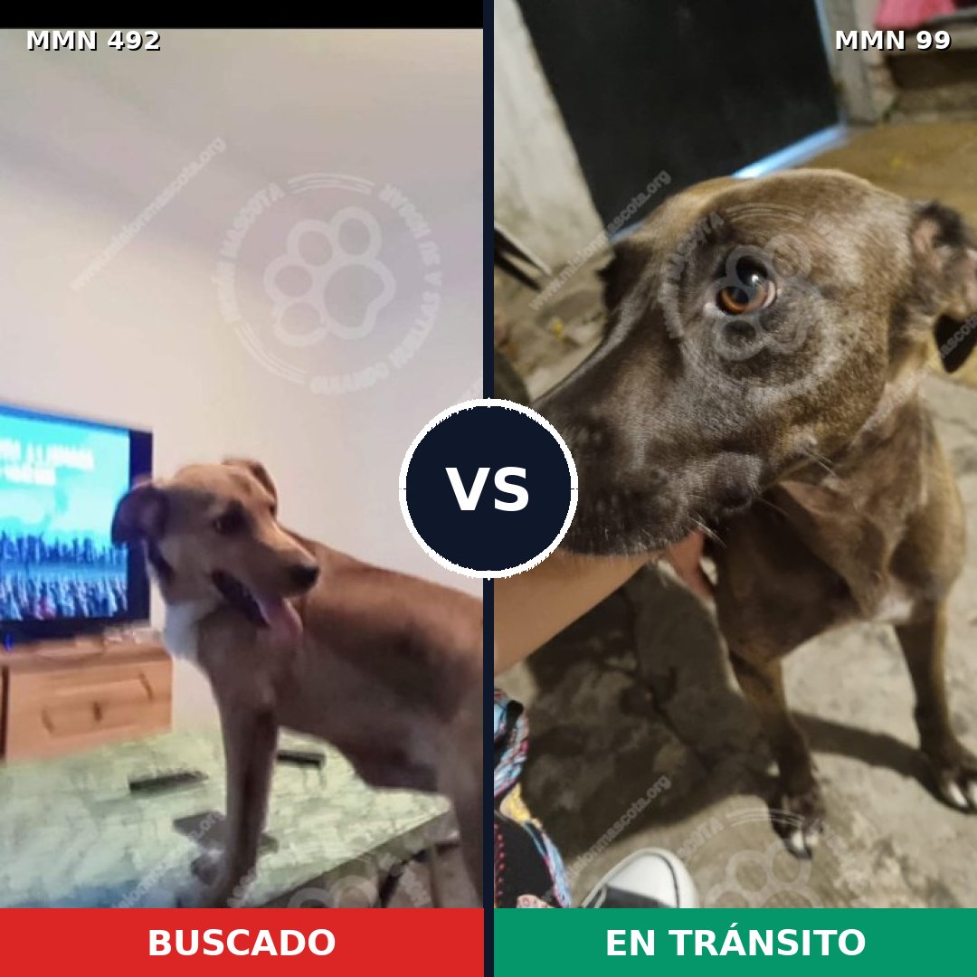 Comparativa MMS 8566: mascota perdida y mascota encontrada, 55% de similitud