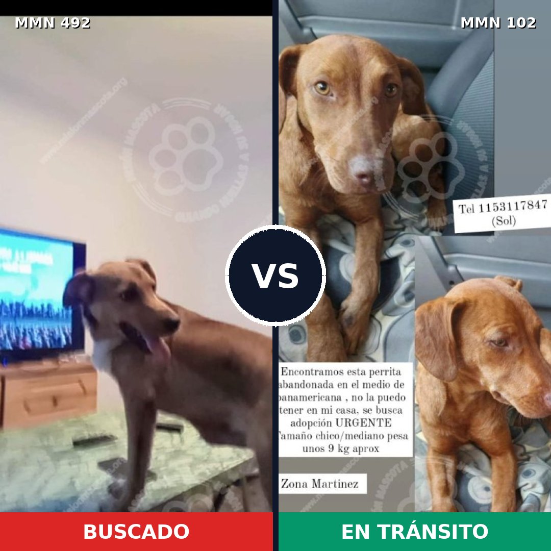 Comparativa MMS 8567: mascota perdida y mascota encontrada, 63% de similitud
