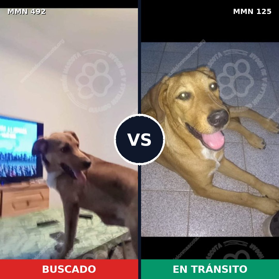 Comparativa MMS 8568: mascota perdida y mascota encontrada, 72% de similitud