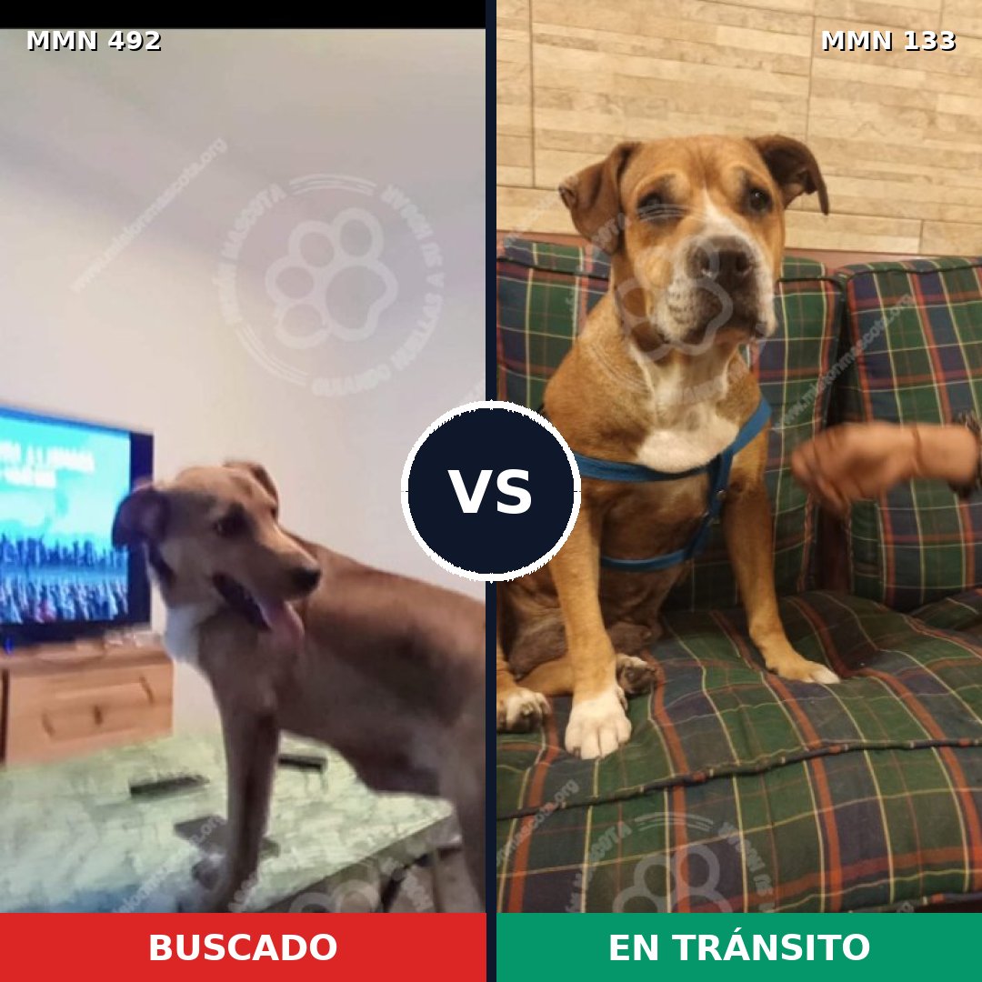 Comparativa MMS 8569: mascota perdida y mascota encontrada, 70% de similitud