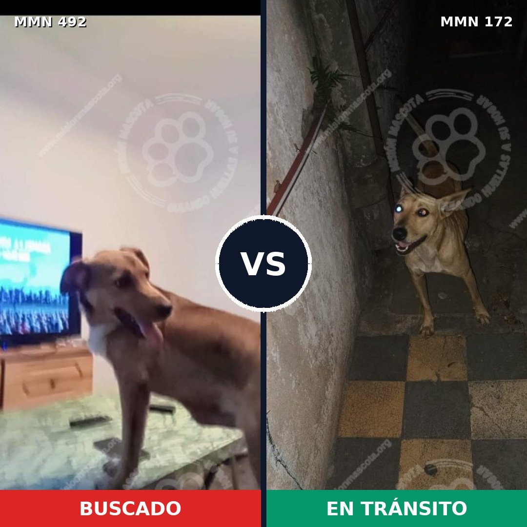 Comparativa MMS 8570: mascota perdida y mascota encontrada, 68% de similitud