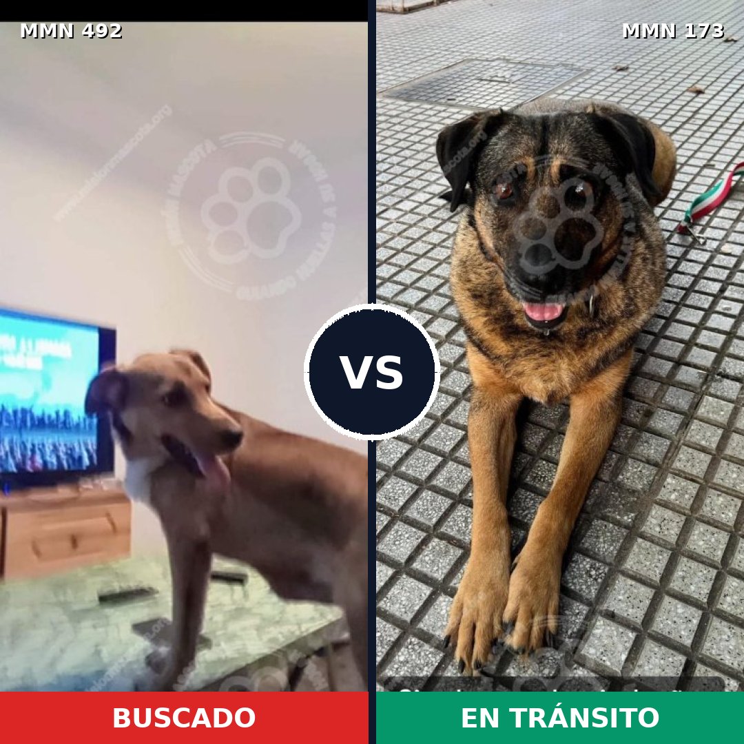 Comparativa MMS 8571: mascota perdida y mascota encontrada, 71% de similitud