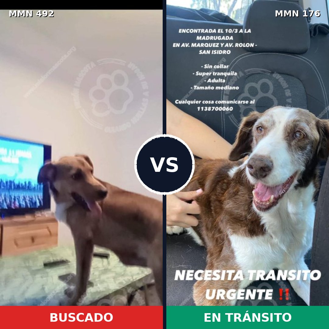 Comparativa MMS 8572: mascota perdida y mascota encontrada, 63% de similitud