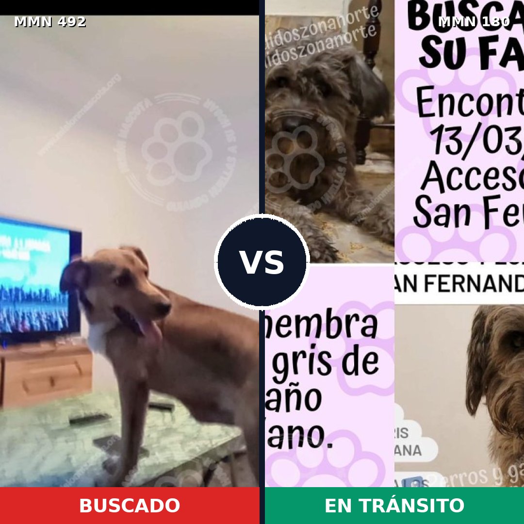 Comparativa MMS 8573: mascota perdida y mascota encontrada, 55% de similitud