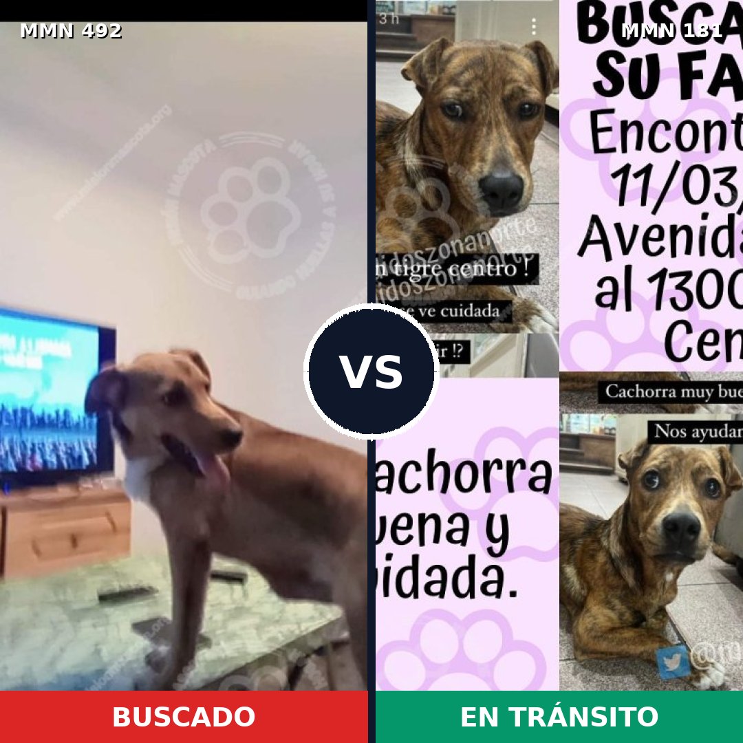 Comparativa MMS 8574: mascota perdida y mascota encontrada, 63% de similitud