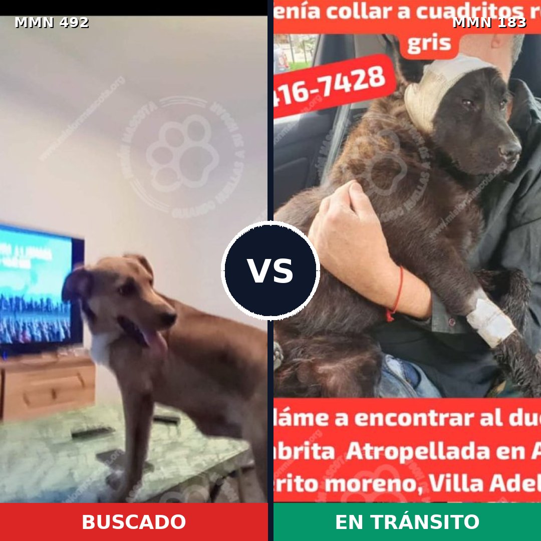 Comparativa MMS 8575: mascota perdida y mascota encontrada, 67% de similitud