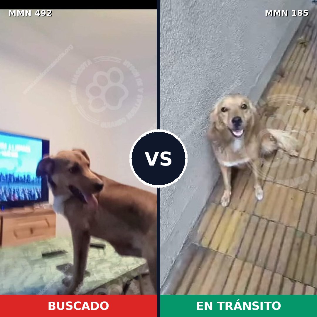 Comparativa MMS 8576: mascota perdida y mascota encontrada, 70% de similitud