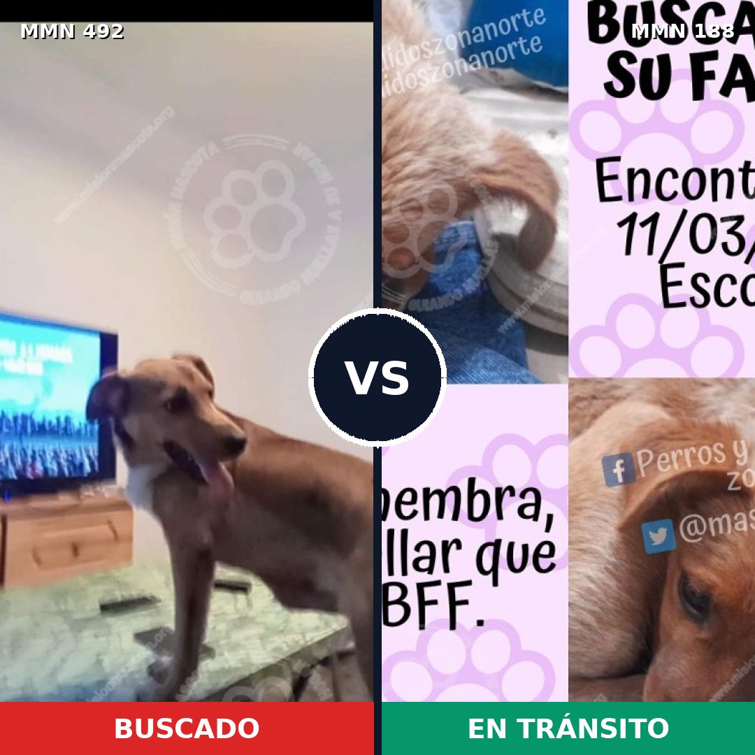 Comparativa MMS 8577: mascota perdida y mascota encontrada, 47% de similitud