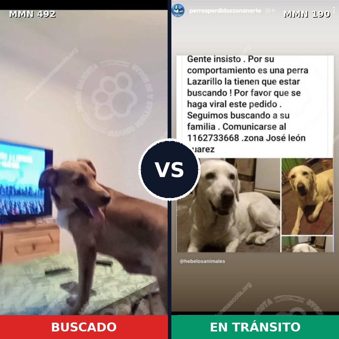 Comparativa MMS 8578: mascota perdida y mascota encontrada, 38% de similitud