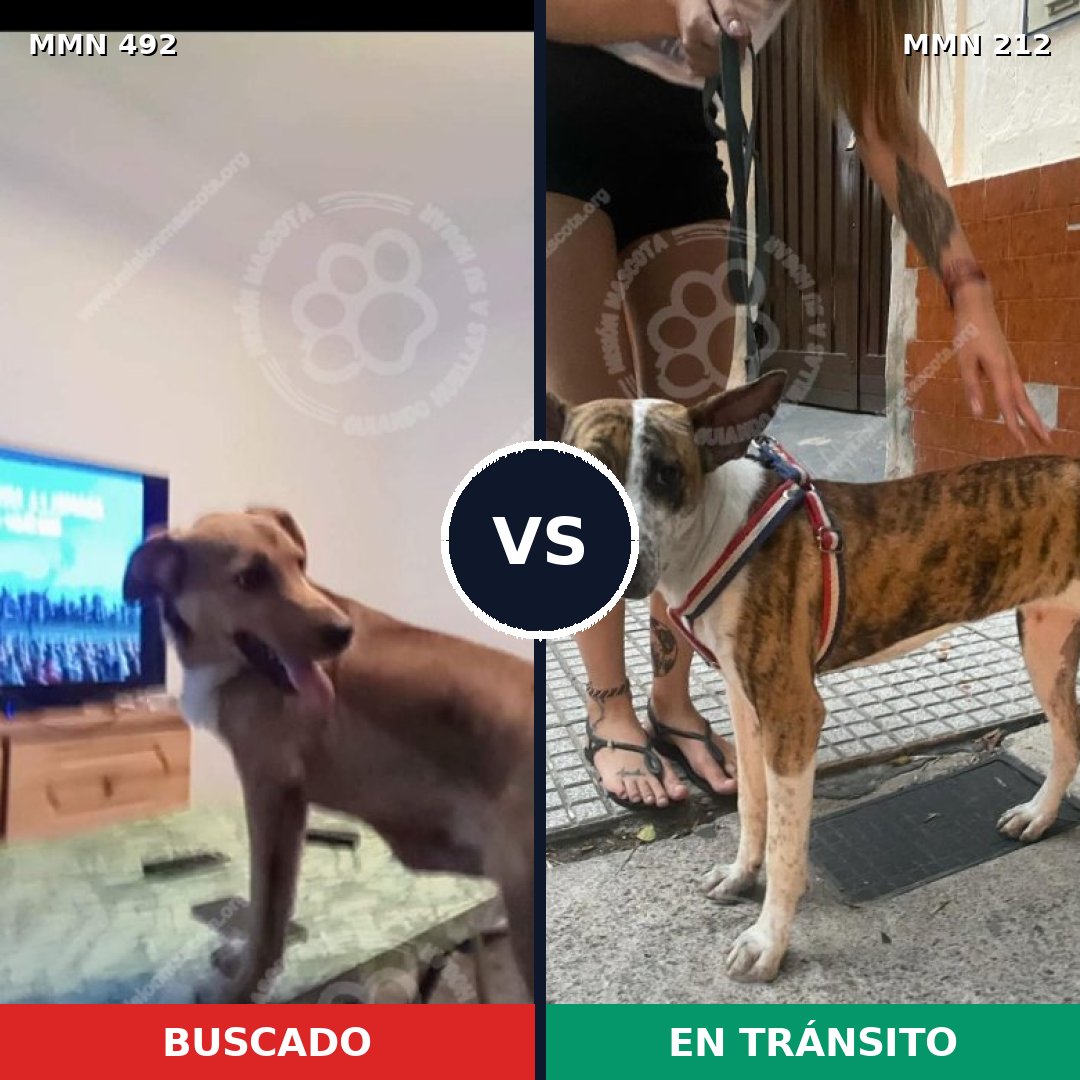 Comparativa MMS 8579: mascota perdida y mascota encontrada, 61% de similitud