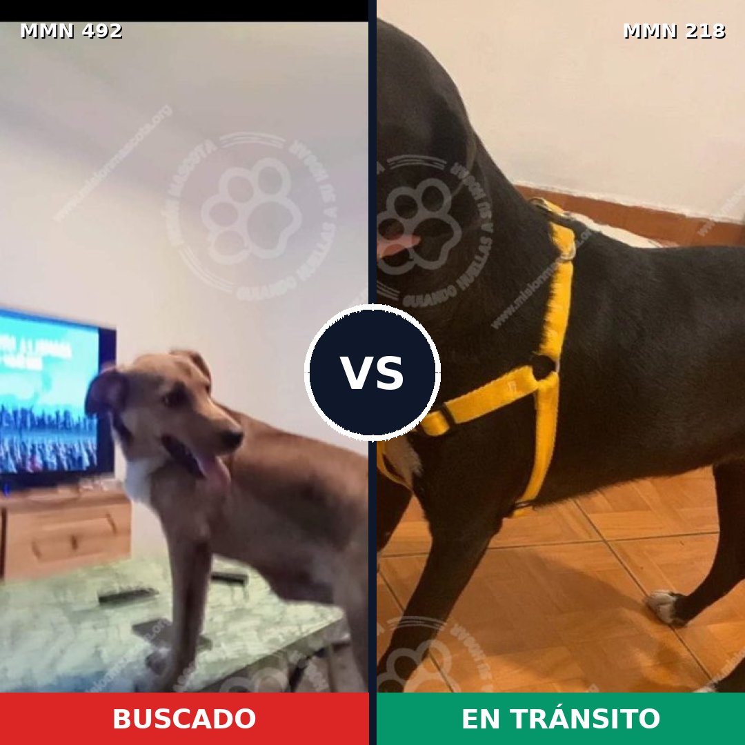 Comparativa MMS 8580: mascota perdida y mascota encontrada, 61% de similitud