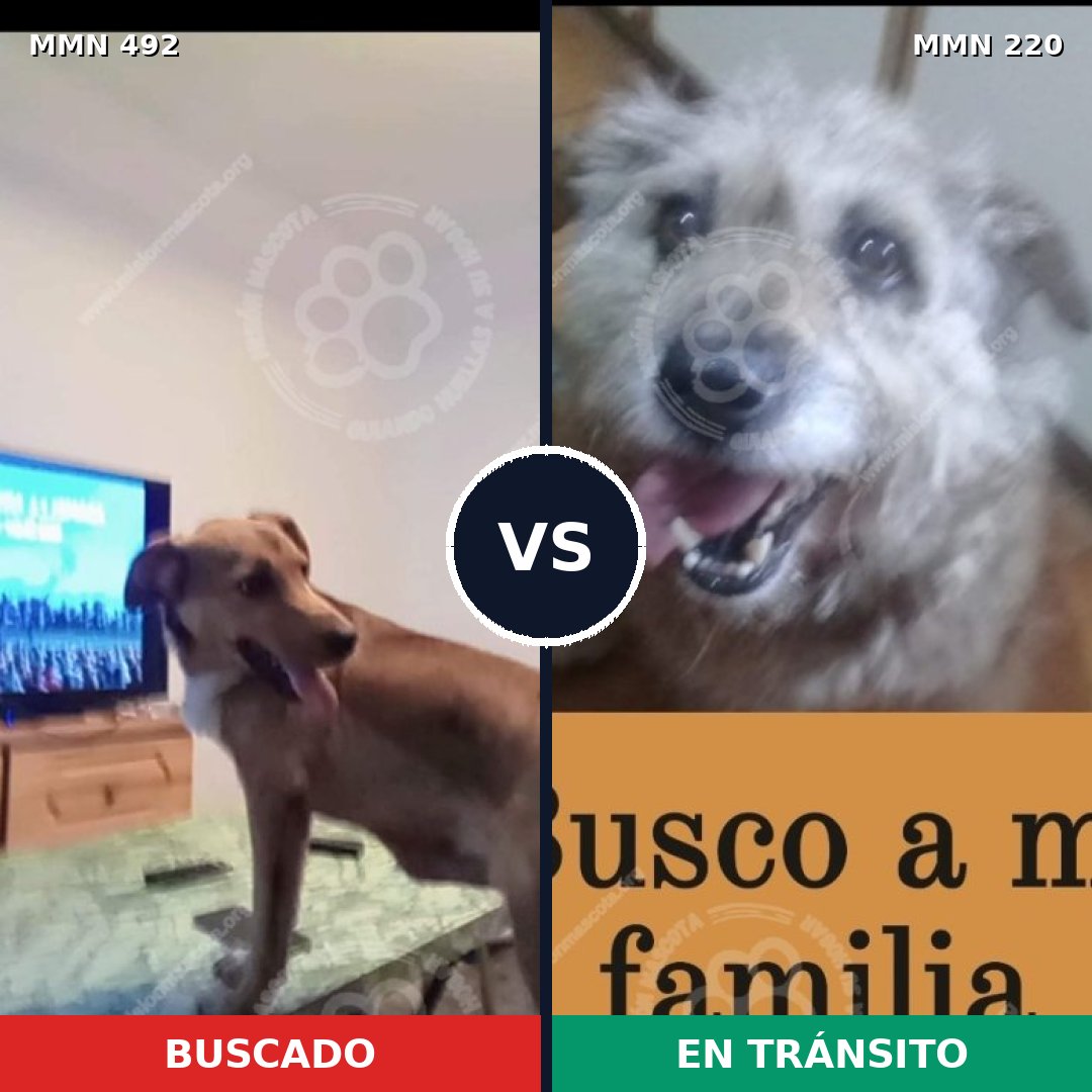 Comparativa MMS 8581: mascota perdida y mascota encontrada, 58% de similitud