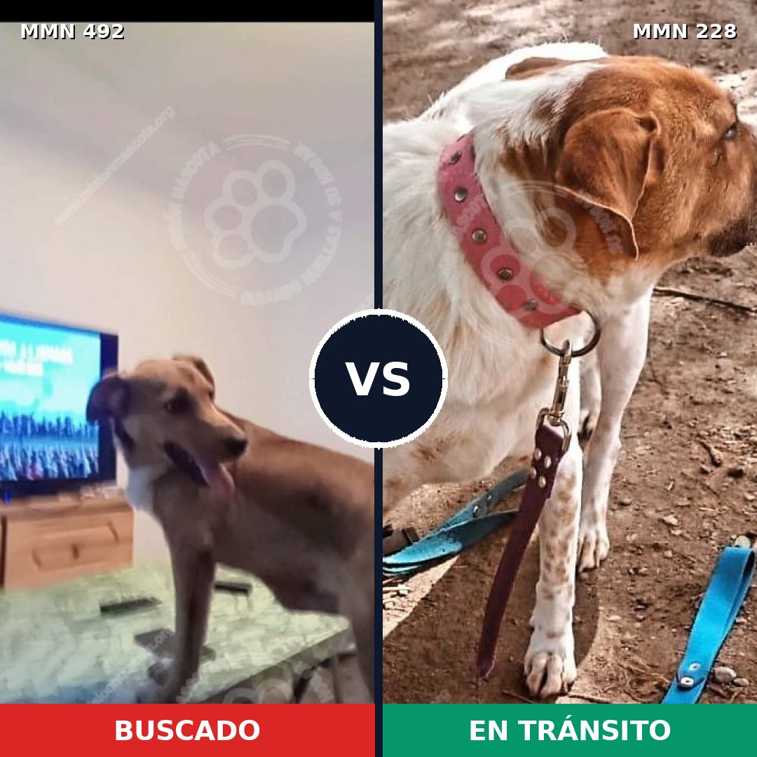 Comparativa MMS 8582: mascota perdida y mascota encontrada, 79% de similitud