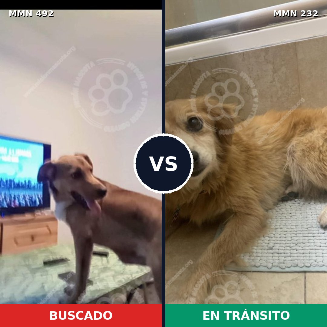 Comparativa MMS 8583: mascota perdida y mascota encontrada, 57% de similitud
