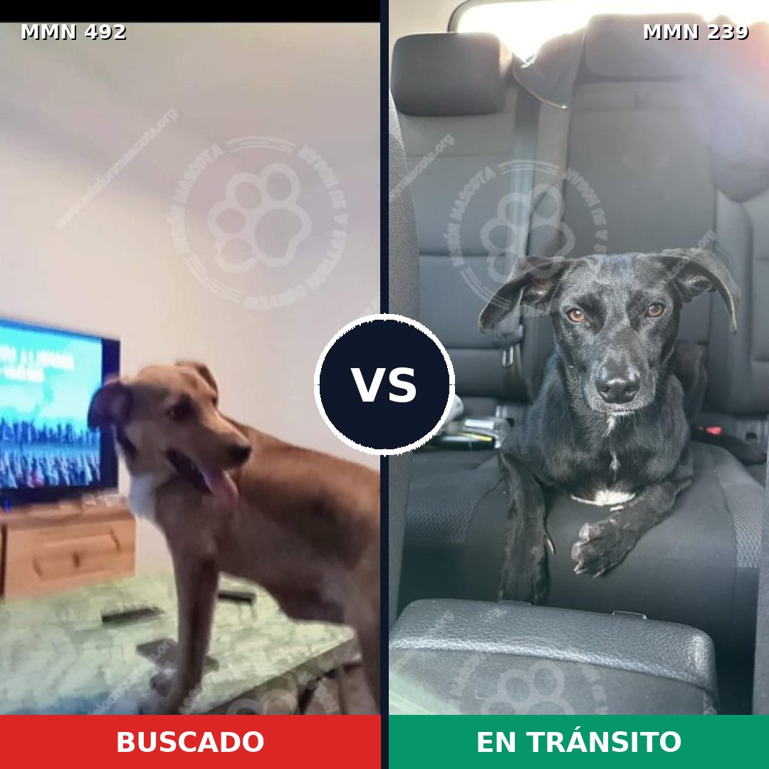 Comparativa MMS 8584: mascota perdida y mascota encontrada, 63% de similitud