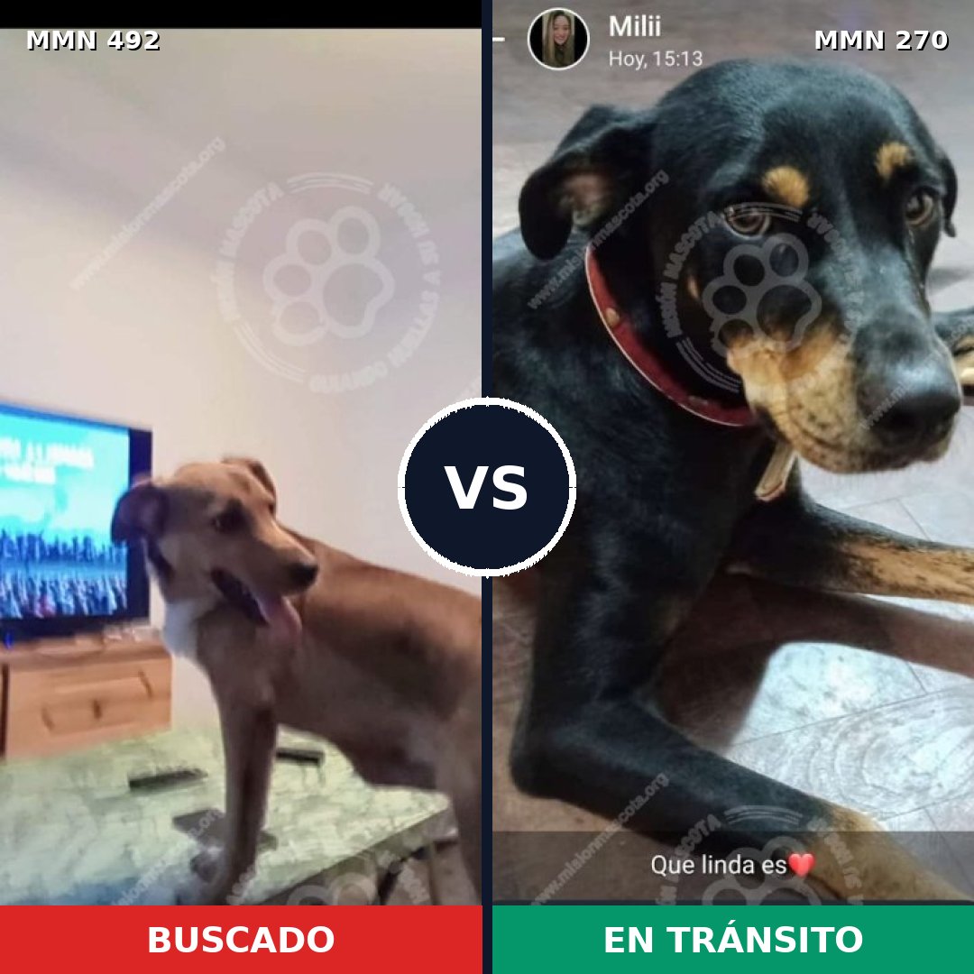 Comparativa MMS 8585: mascota perdida y mascota encontrada, 60% de similitud
