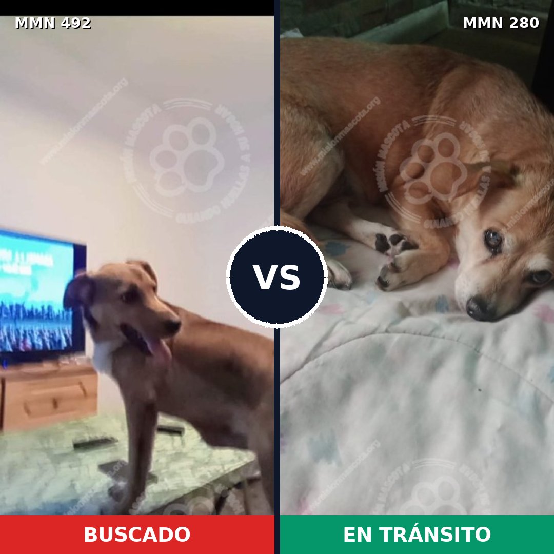 Comparativa MMS 8586: mascota perdida y mascota encontrada, 52% de similitud