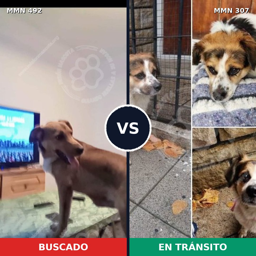 Comparativa MMS 8587: mascota perdida y mascota encontrada, 72% de similitud