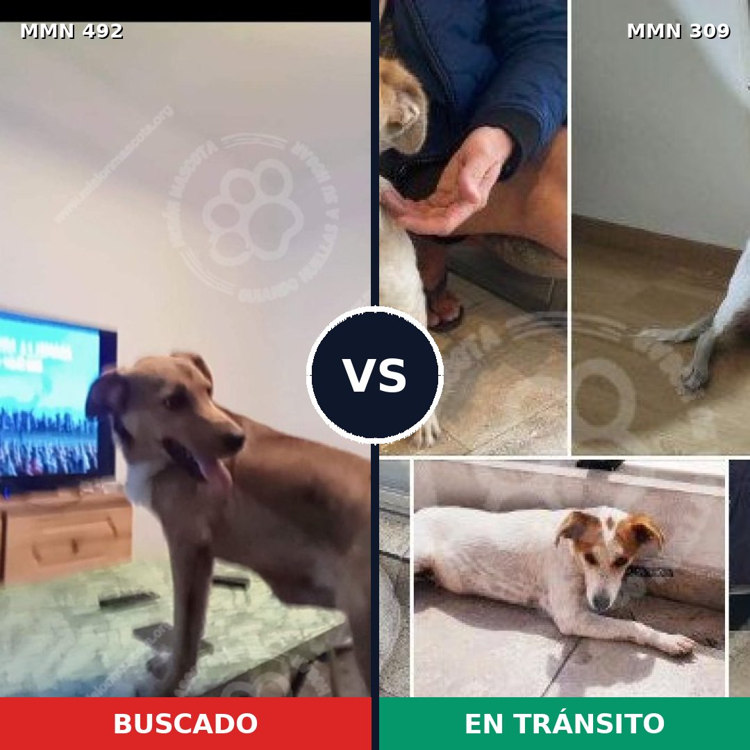 Comparativa MMS 8588: mascota perdida y mascota encontrada, 73% de similitud