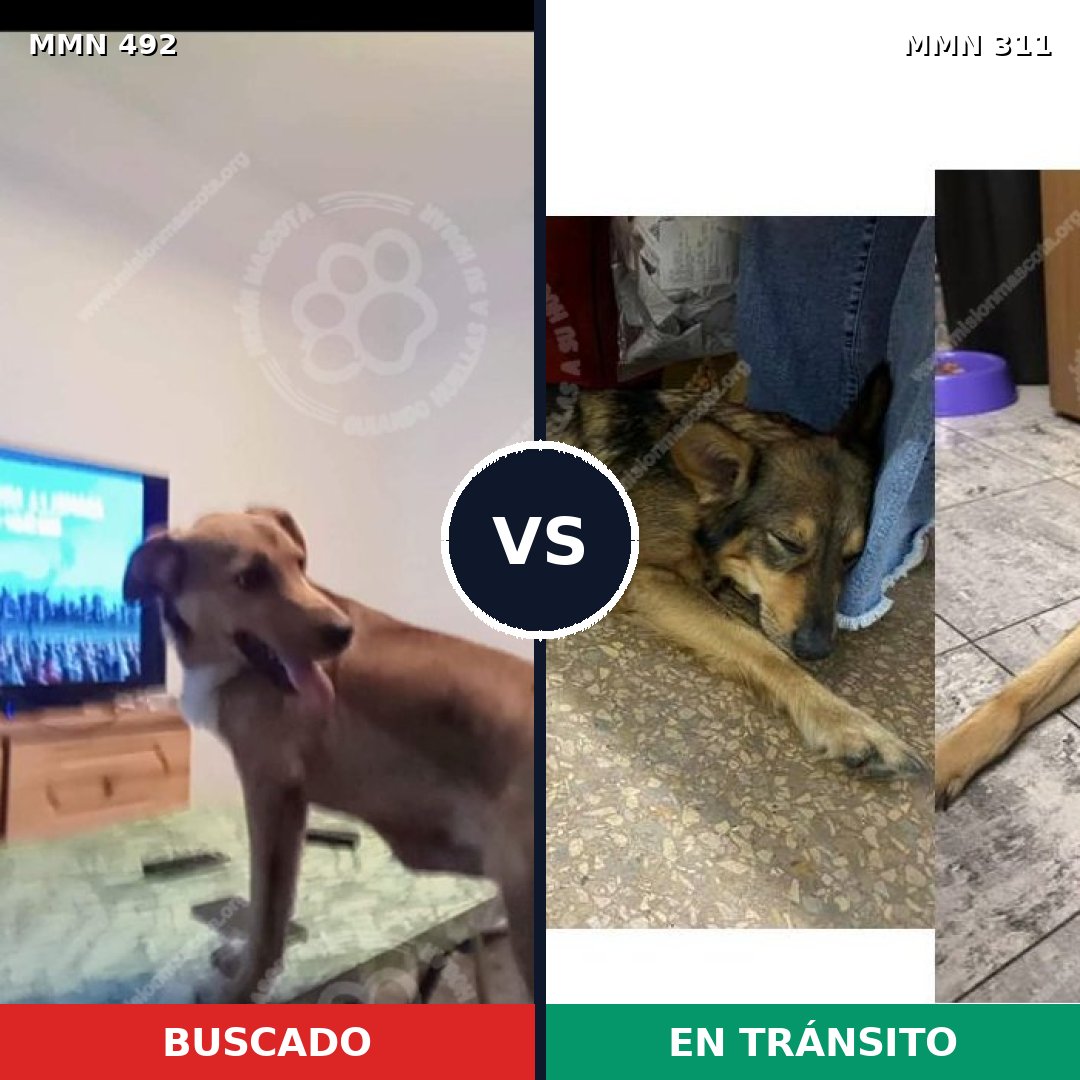 Comparativa MMS 8589: mascota perdida y mascota encontrada, 66% de similitud