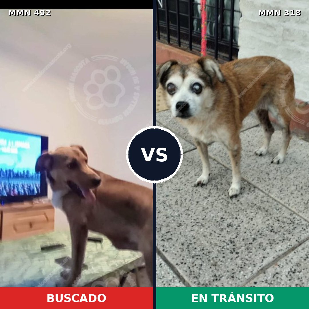 Comparativa MMS 8590: mascota perdida y mascota encontrada, 56% de similitud