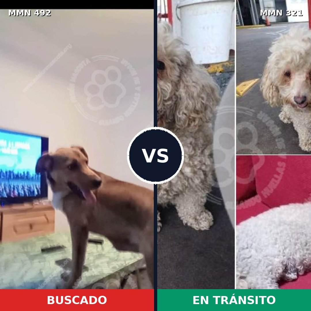 Comparativa MMS 8591: mascota perdida y mascota encontrada, 23% de similitud