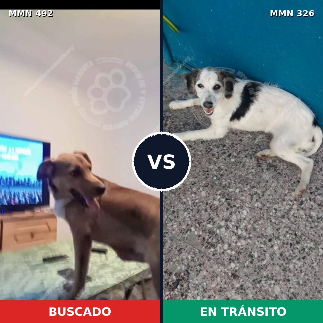 Comparativa MMS 8592: mascota perdida y mascota encontrada, 67% de similitud