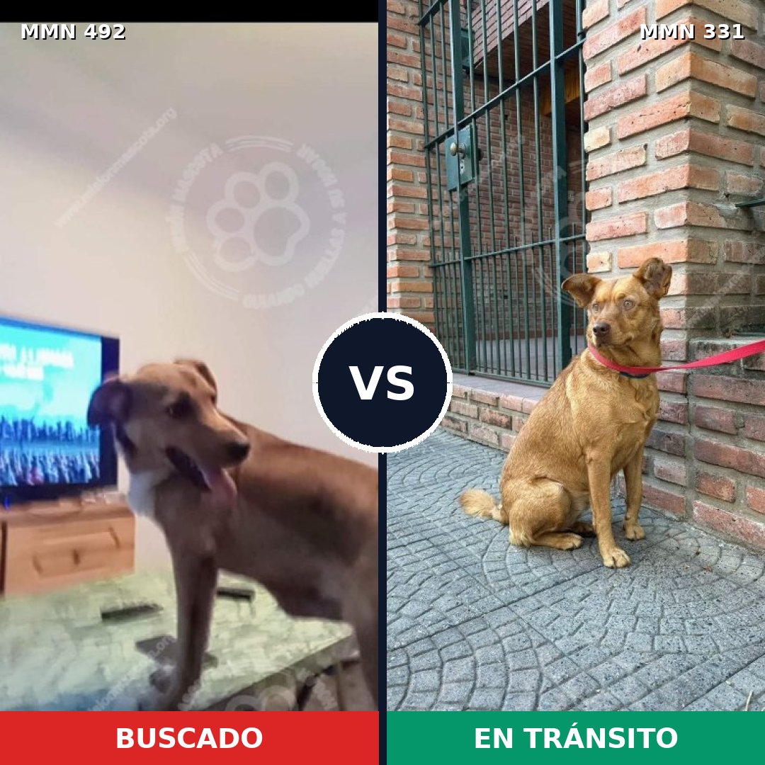 Comparativa MMS 8593: mascota perdida y mascota encontrada, 83% de similitud