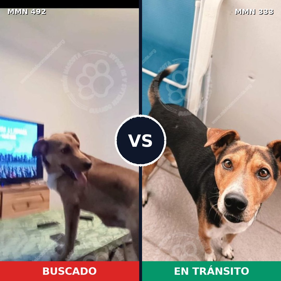 Comparativa MMS 8594: mascota perdida y mascota encontrada, 75% de similitud