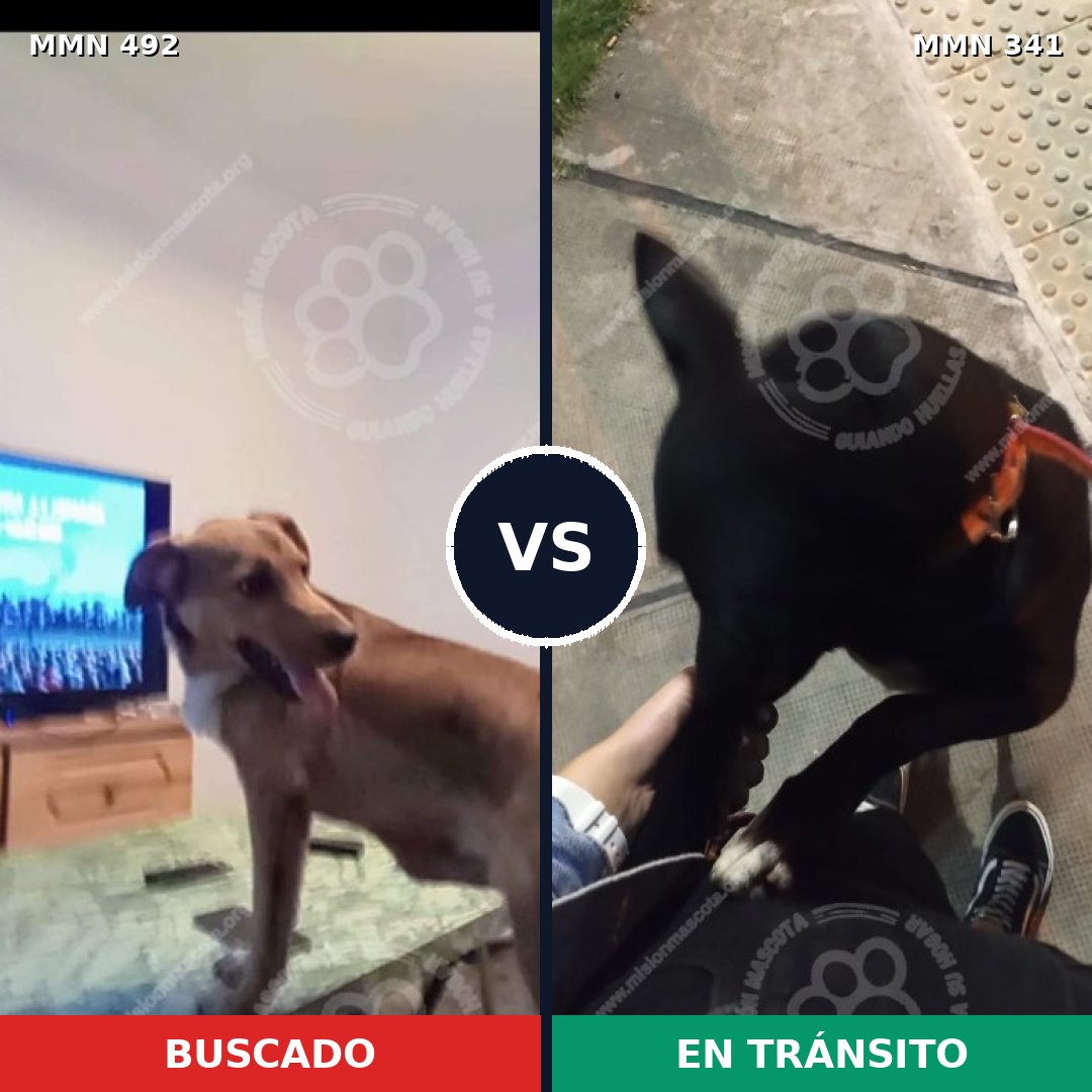 Comparativa MMS 8595: mascota perdida y mascota encontrada, 63% de similitud