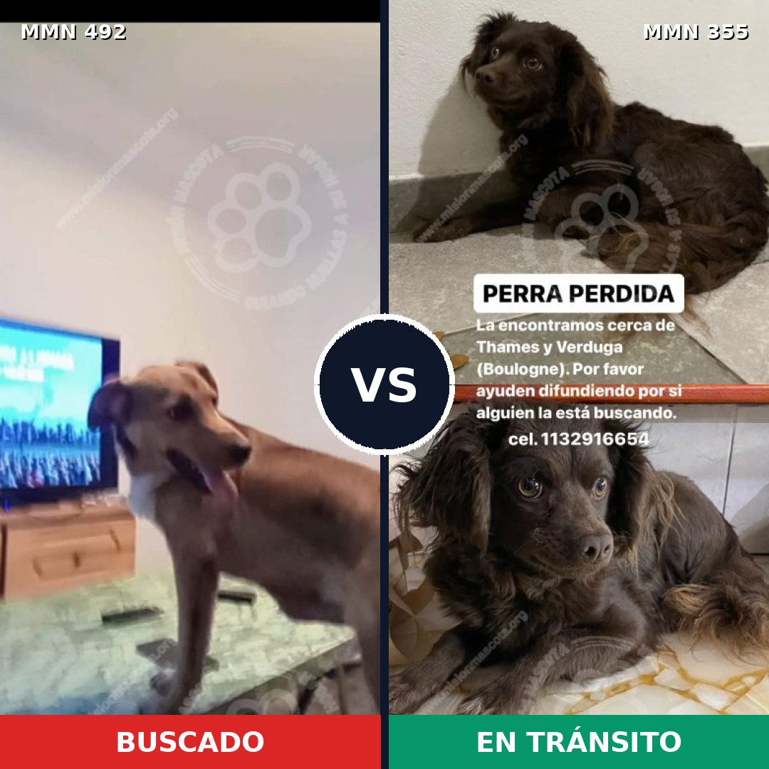 Comparativa MMS 8597: mascota perdida y mascota encontrada, 64% de similitud