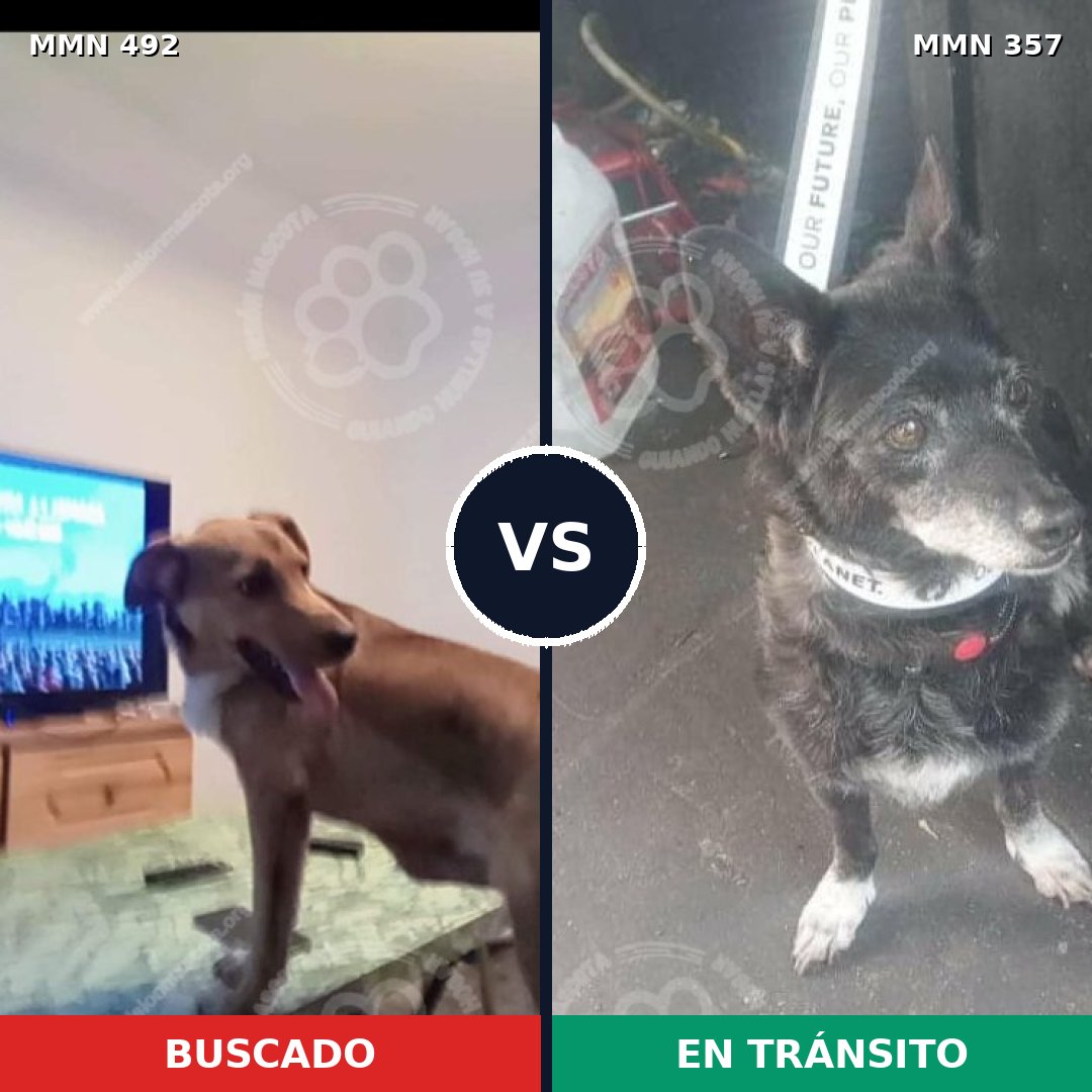 Comparativa MMS 8598: mascota perdida y mascota encontrada, 64% de similitud