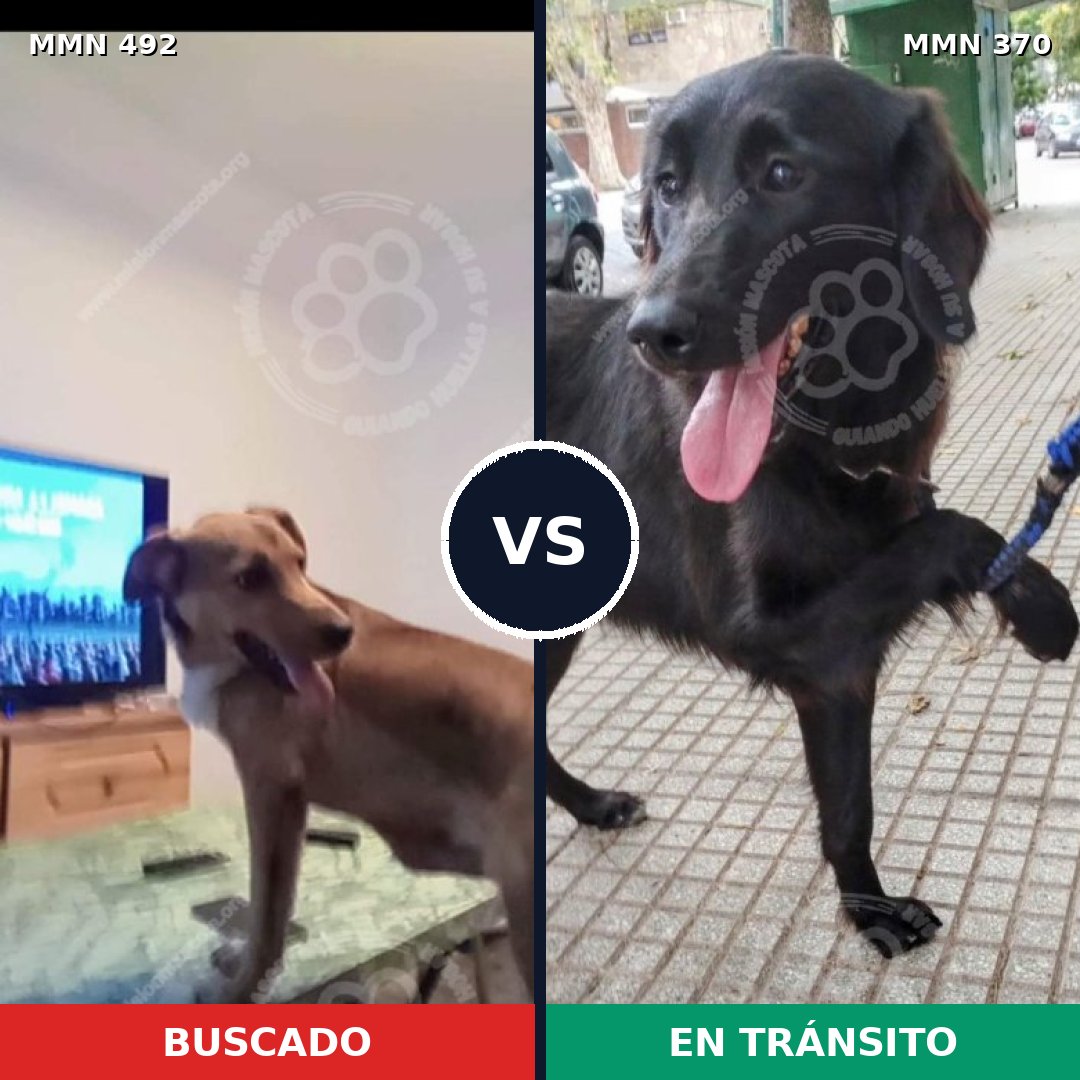 Comparativa MMS 8599: mascota perdida y mascota encontrada, 61% de similitud