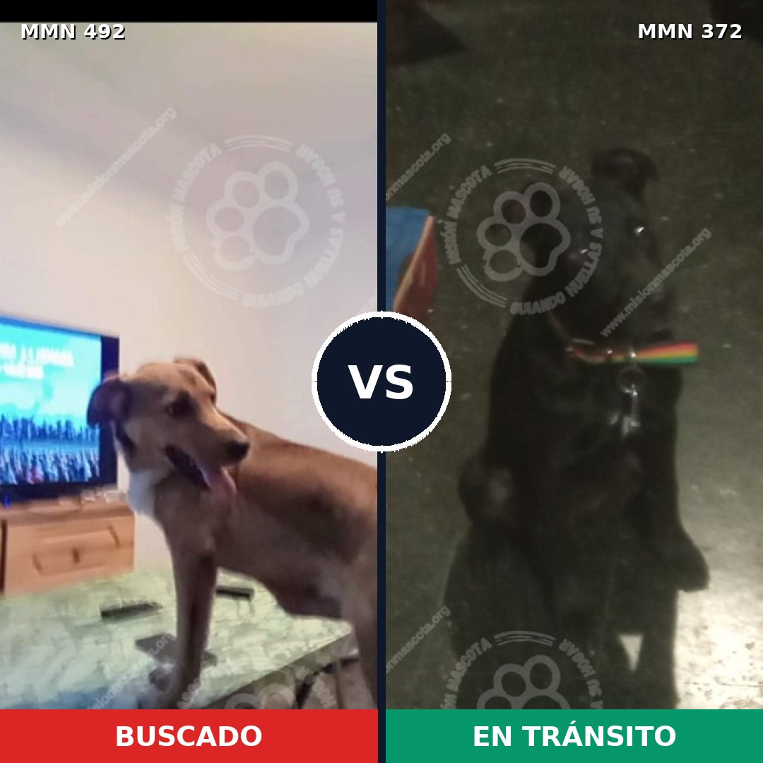 Comparativa MMS 8600: mascota perdida y mascota encontrada, 67% de similitud