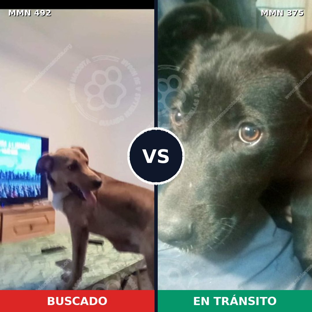 Comparativa MMS 8601: mascota perdida y mascota encontrada, 63% de similitud