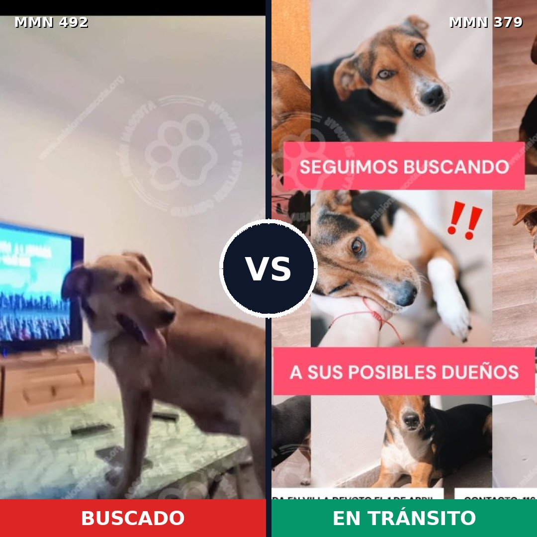 Comparativa MMS 8602: mascota perdida y mascota encontrada, 76% de similitud