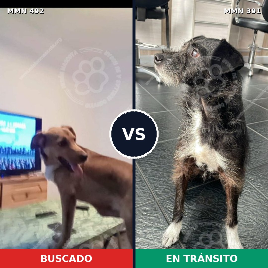 Comparativa MMS 8603: mascota perdida y mascota encontrada, 65% de similitud