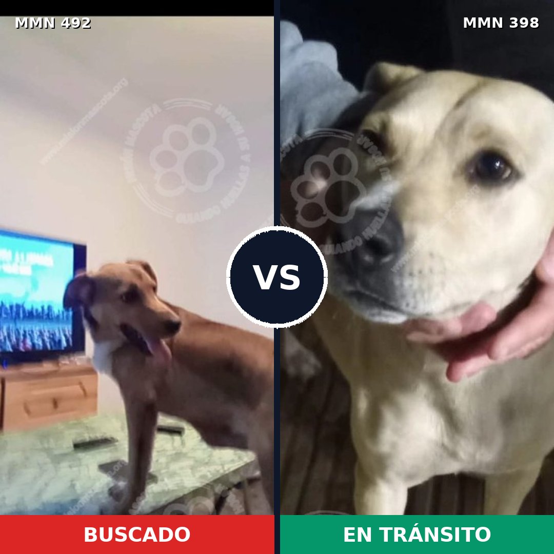 Comparativa MMS 8604: mascota perdida y mascota encontrada, 65% de similitud