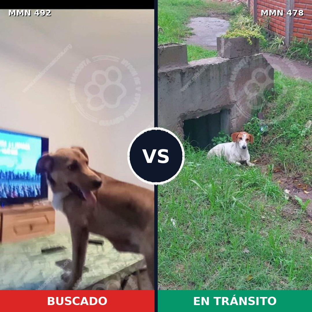 Comparativa MMS 8605: mascota perdida y mascota encontrada, 64% de similitud
